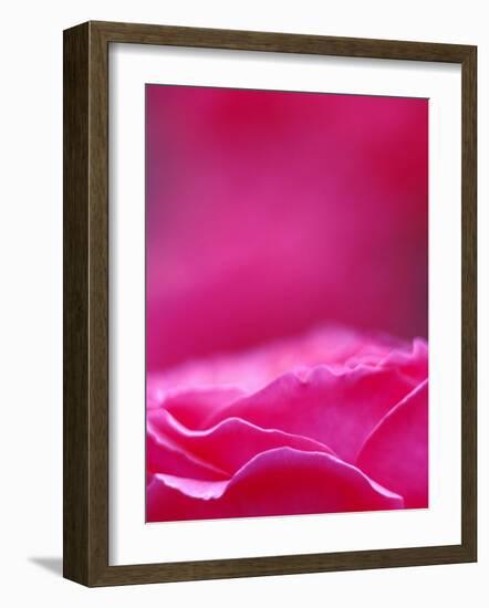 Pink Rose, Portland Rose Garden, Oregon, USA-Brent Bergherm-Framed Photographic Print