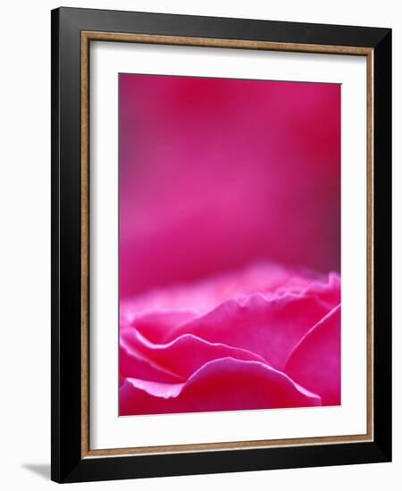 Pink Rose, Portland Rose Garden, Oregon, USA-Brent Bergherm-Framed Photographic Print