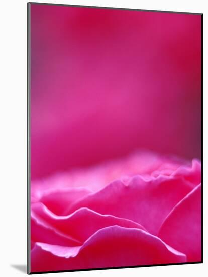 Pink Rose, Portland Rose Garden, Oregon, USA-Brent Bergherm-Mounted Photographic Print
