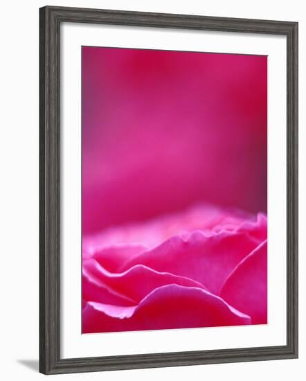 Pink Rose, Portland Rose Garden, Oregon, USA-Brent Bergherm-Framed Photographic Print