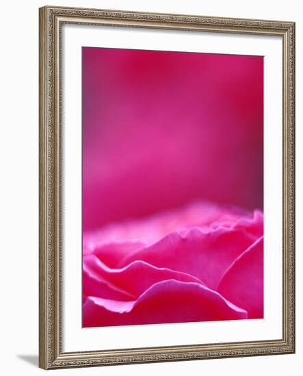 Pink Rose, Portland Rose Garden, Oregon, USA-Brent Bergherm-Framed Photographic Print