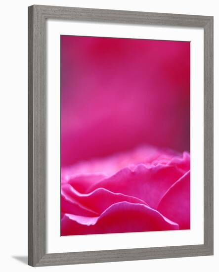 Pink Rose, Portland Rose Garden, Oregon, USA-Brent Bergherm-Framed Photographic Print