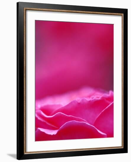 Pink Rose, Portland Rose Garden, Oregon, USA-Brent Bergherm-Framed Photographic Print