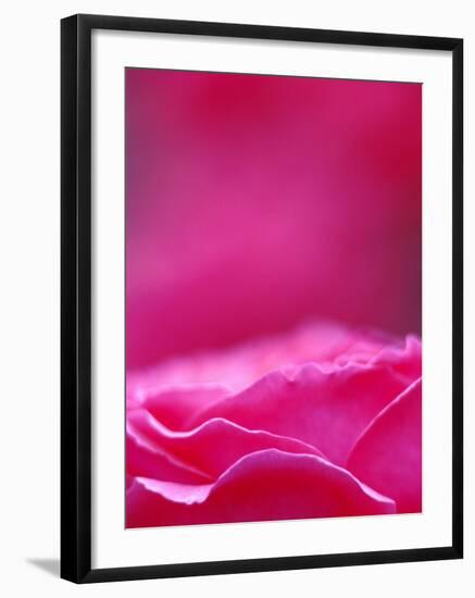 Pink Rose, Portland Rose Garden, Oregon, USA-Brent Bergherm-Framed Photographic Print