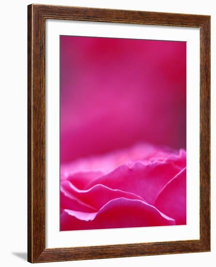 Pink Rose, Portland Rose Garden, Oregon, USA-Brent Bergherm-Framed Photographic Print