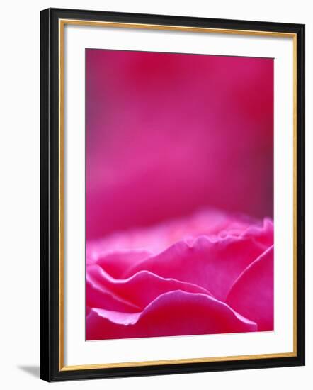 Pink Rose, Portland Rose Garden, Oregon, USA-Brent Bergherm-Framed Photographic Print