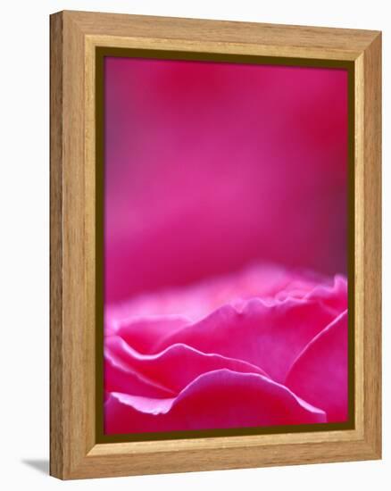 Pink Rose, Portland Rose Garden, Oregon, USA-Brent Bergherm-Framed Premier Image Canvas