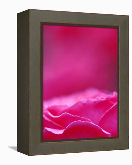 Pink Rose, Portland Rose Garden, Oregon, USA-Brent Bergherm-Framed Premier Image Canvas