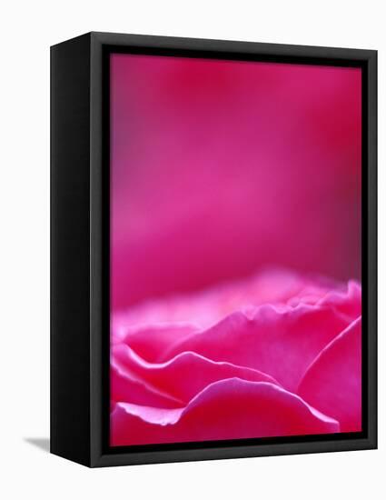 Pink Rose, Portland Rose Garden, Oregon, USA-Brent Bergherm-Framed Premier Image Canvas
