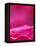 Pink Rose, Portland Rose Garden, Oregon, USA-Brent Bergherm-Framed Premier Image Canvas