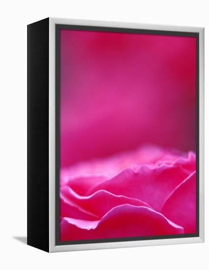 Pink Rose, Portland Rose Garden, Oregon, USA-Brent Bergherm-Framed Premier Image Canvas