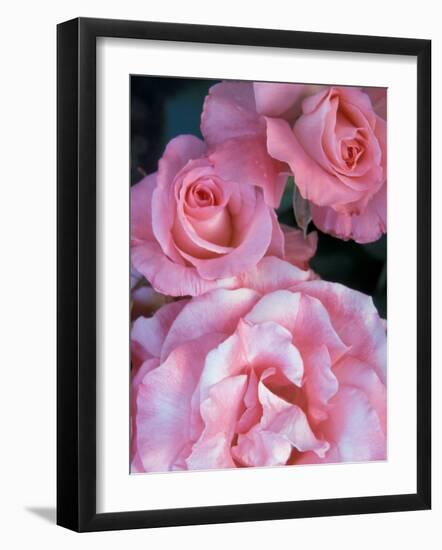 Pink Rose Trio at Bellevue Botanical Garden, Washington, USA-Jamie & Judy Wild-Framed Photographic Print