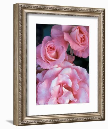 Pink Rose Trio at Bellevue Botanical Garden, Washington, USA-Jamie & Judy Wild-Framed Photographic Print