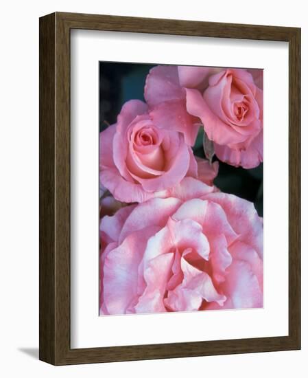 Pink Rose Trio at Bellevue Botanical Garden, Washington, USA-Jamie & Judy Wild-Framed Photographic Print