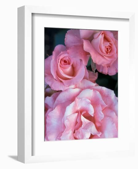 Pink Rose Trio at Bellevue Botanical Garden, Washington, USA-Jamie & Judy Wild-Framed Photographic Print