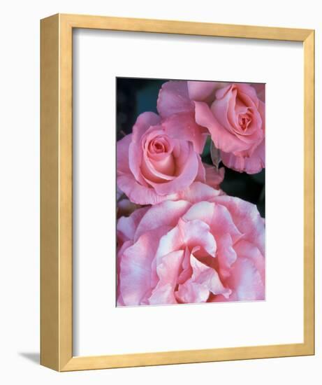 Pink Rose Trio at Bellevue Botanical Garden, Washington, USA-Jamie & Judy Wild-Framed Photographic Print