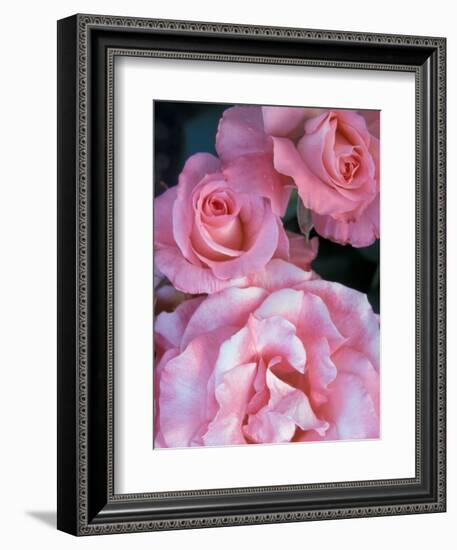 Pink Rose Trio at Bellevue Botanical Garden, Washington, USA-Jamie & Judy Wild-Framed Photographic Print