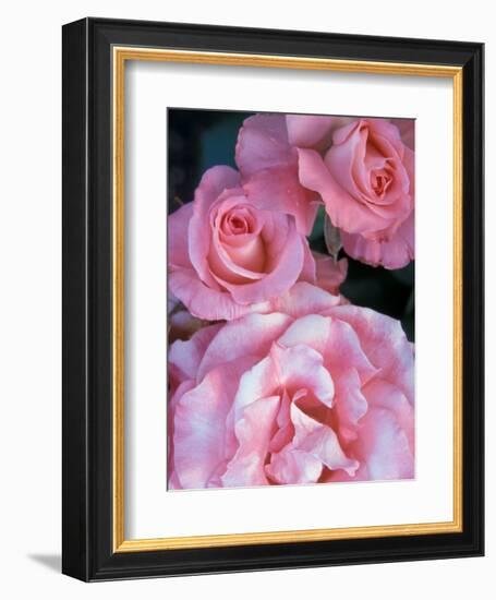 Pink Rose Trio at Bellevue Botanical Garden, Washington, USA-Jamie & Judy Wild-Framed Photographic Print