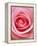Pink rose-Herbert Kehrer-Framed Premier Image Canvas