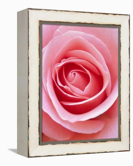 Pink rose-Herbert Kehrer-Framed Premier Image Canvas