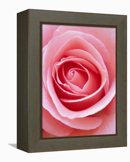 Pink rose-Herbert Kehrer-Framed Premier Image Canvas