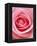 Pink rose-Herbert Kehrer-Framed Premier Image Canvas