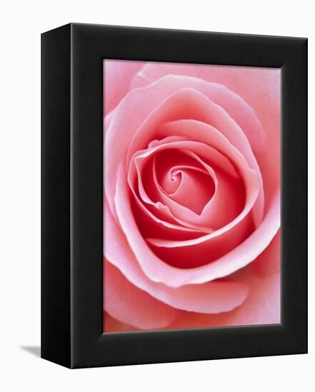 Pink rose-Herbert Kehrer-Framed Premier Image Canvas