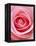 Pink rose-Herbert Kehrer-Framed Premier Image Canvas