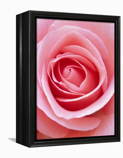 Pink rose-Herbert Kehrer-Framed Premier Image Canvas