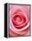 Pink rose-Herbert Kehrer-Framed Premier Image Canvas
