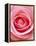 Pink rose-Herbert Kehrer-Framed Premier Image Canvas