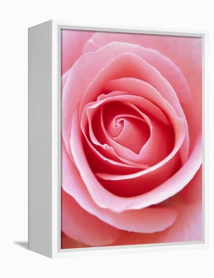 Pink rose-Herbert Kehrer-Framed Premier Image Canvas