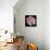 Pink  Rose-Katano Nicole-Photo displayed on a wall