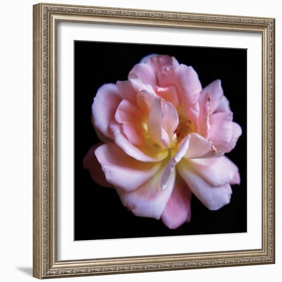 Pink  Rose-Katano Nicole-Framed Photo