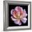 Pink  Rose-Katano Nicole-Framed Photo