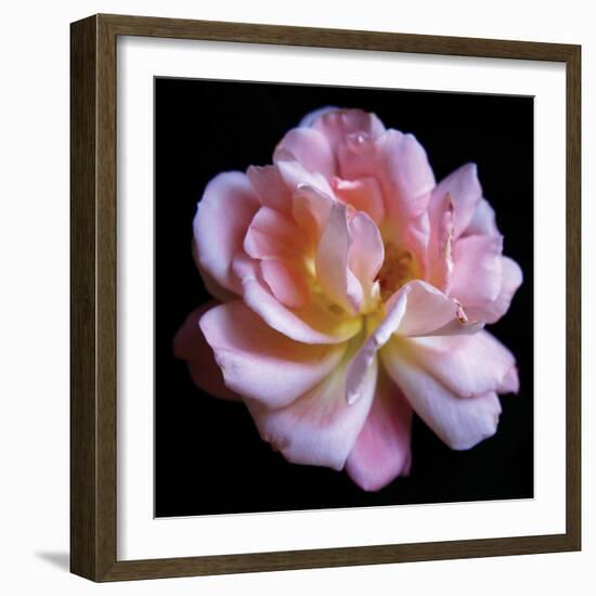 Pink  Rose-Katano Nicole-Framed Photo