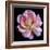 Pink  Rose-Katano Nicole-Framed Photo