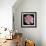 Pink  Rose-Katano Nicole-Framed Photo displayed on a wall