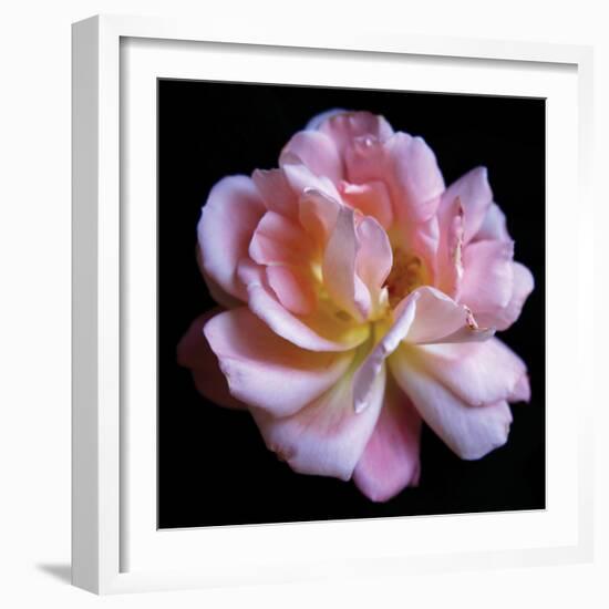 Pink  Rose-Katano Nicole-Framed Photo