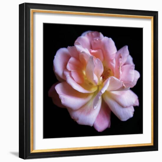 Pink  Rose-Katano Nicole-Framed Photo