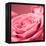 Pink Rose-null-Framed Premier Image Canvas