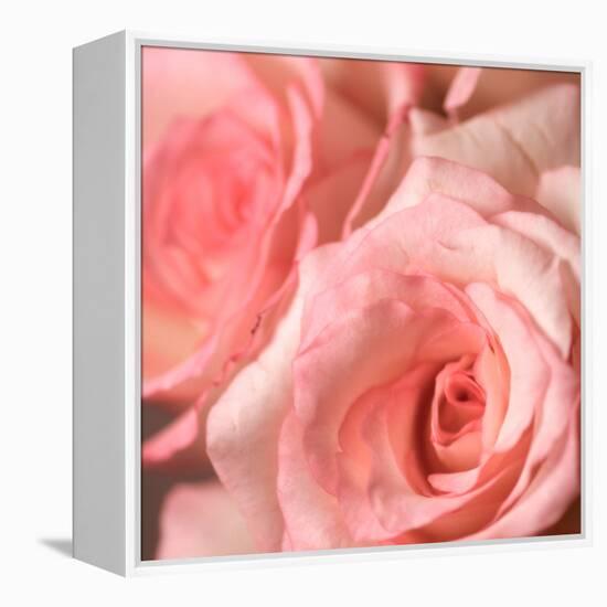 Pink Rose-null-Framed Premier Image Canvas