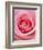 Pink rose-Herbert Kehrer-Framed Photographic Print