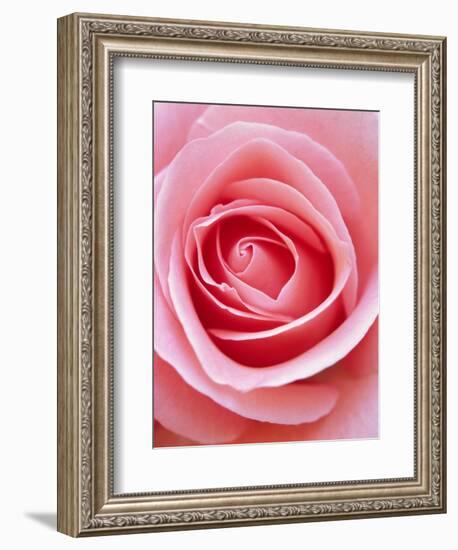 Pink rose-Herbert Kehrer-Framed Photographic Print