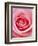 Pink rose-Herbert Kehrer-Framed Photographic Print