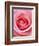 Pink rose-Herbert Kehrer-Framed Photographic Print