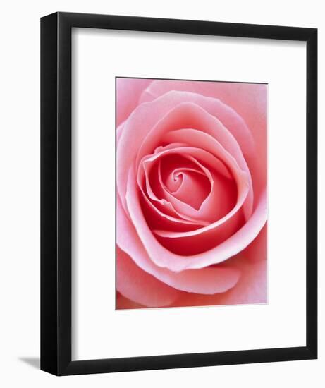 Pink rose-Herbert Kehrer-Framed Photographic Print