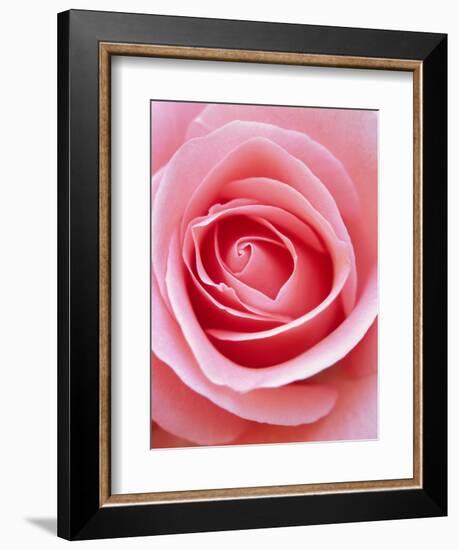 Pink rose-Herbert Kehrer-Framed Photographic Print