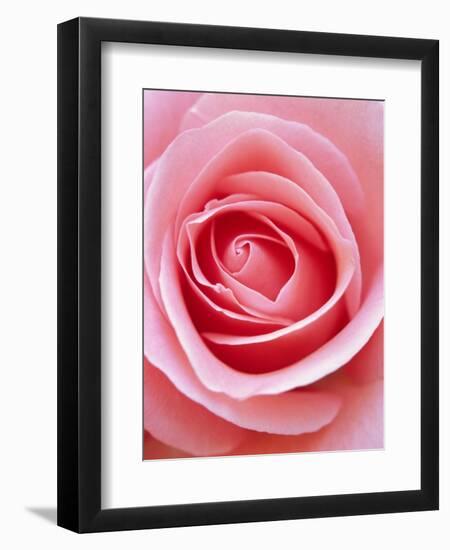 Pink rose-Herbert Kehrer-Framed Photographic Print