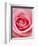 Pink rose-Herbert Kehrer-Framed Photographic Print